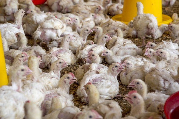 broilerchickens