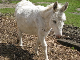 donkey