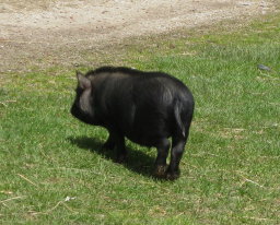 potbelly