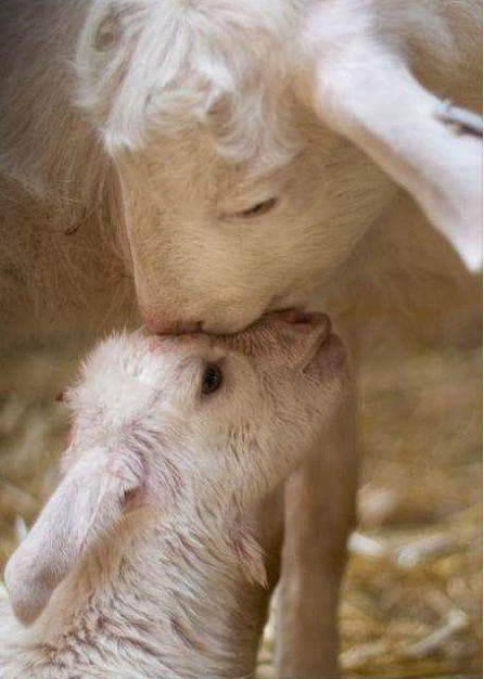lamb