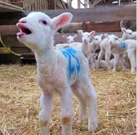 lamb