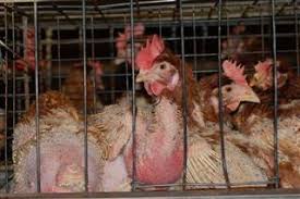 batteryhens
