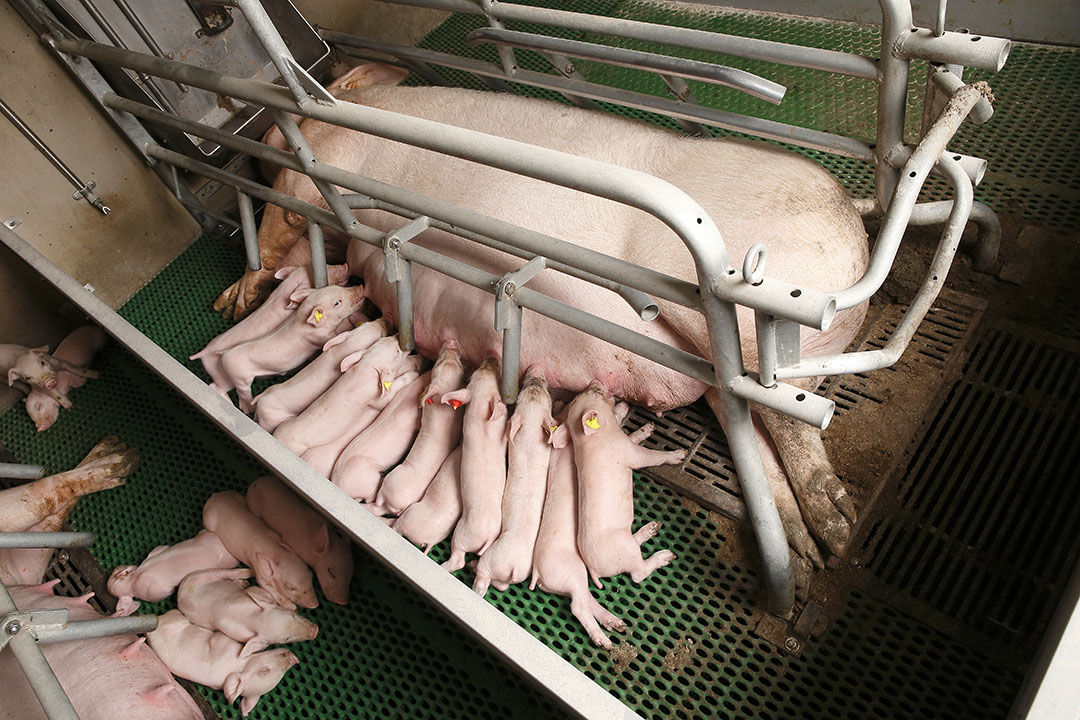 farrowingcrate
